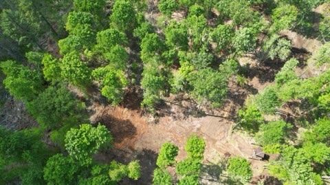 Forestry Mulching