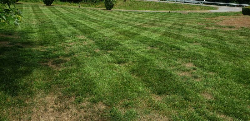Lawn Maintenance