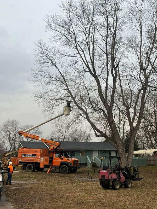 Tree Removal