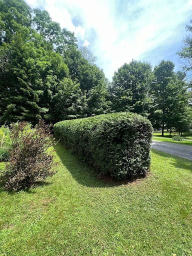 Hedge Trimming