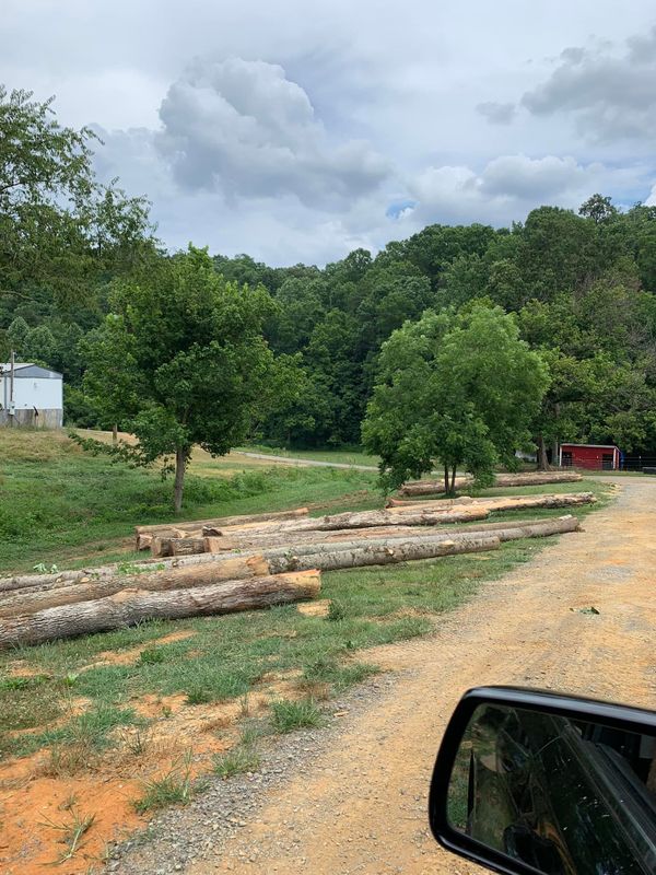 Tree Removal gallery
