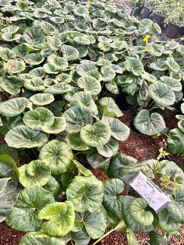 Flowerbeds & Native Plants