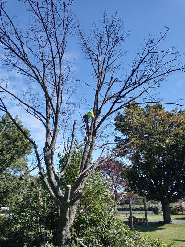 Tree Trimming