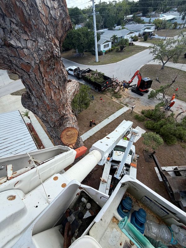 Tree Removal