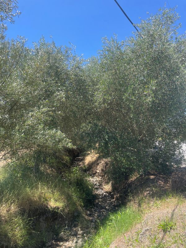 Olive Tree Care
