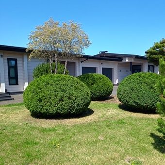 Tree & Shrub Care