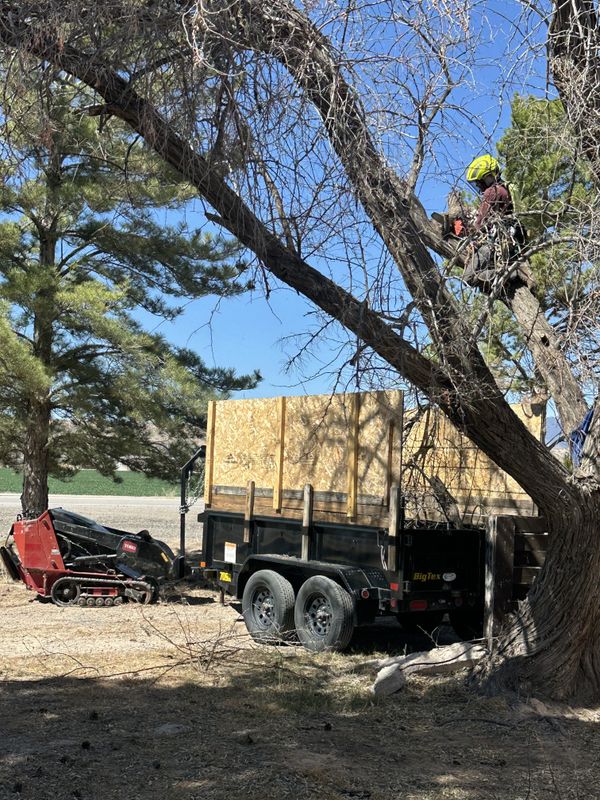 Tree Trimming