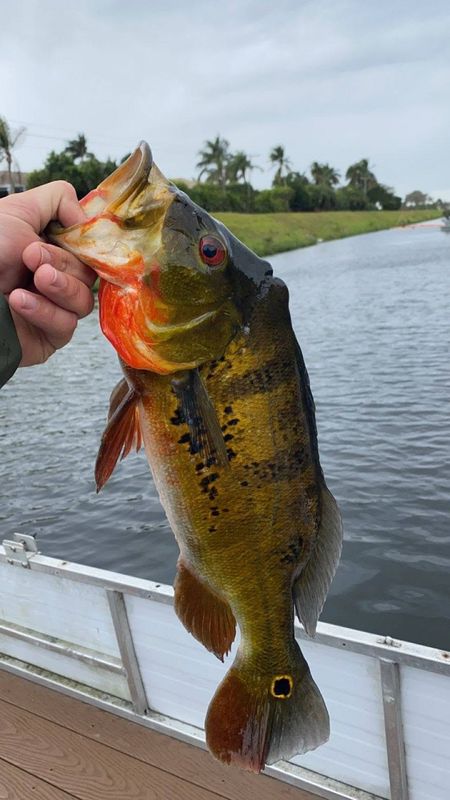 Clown Knife Fish & Snakehead Trips