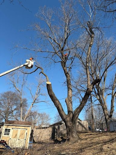 Tree Trimming