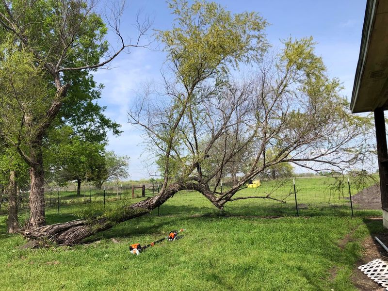 Tree Trimming