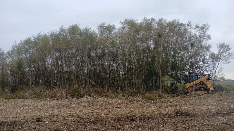 Forestry Mulching