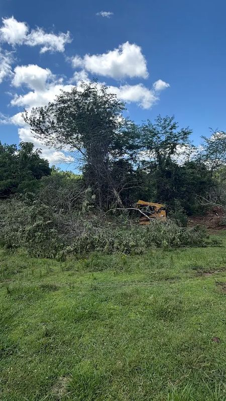 Hazardous Tree Removal