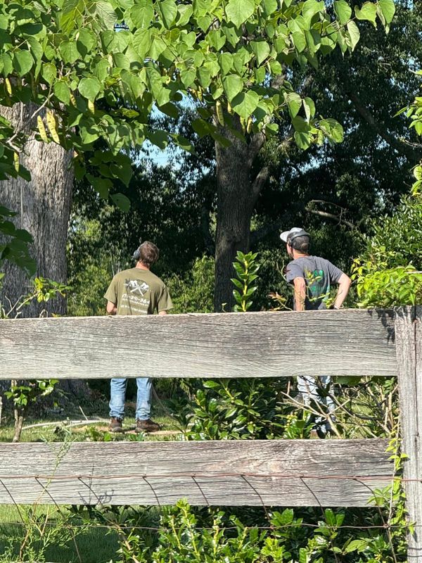 Tree Trimming