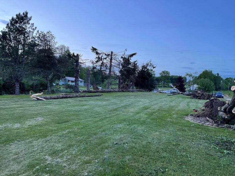 Tree Removal gallery