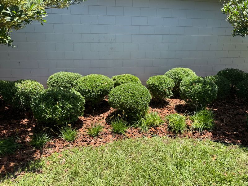 Landscape Refresh and Tree Canopy Enhancement
