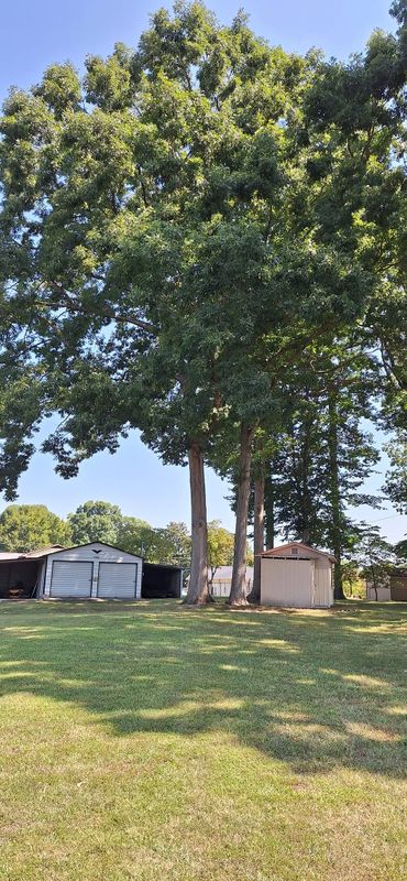 Tree Removal gallery