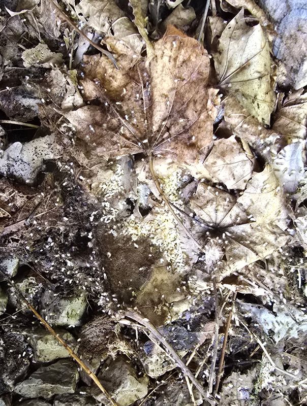 Termite Inspection & Treatment