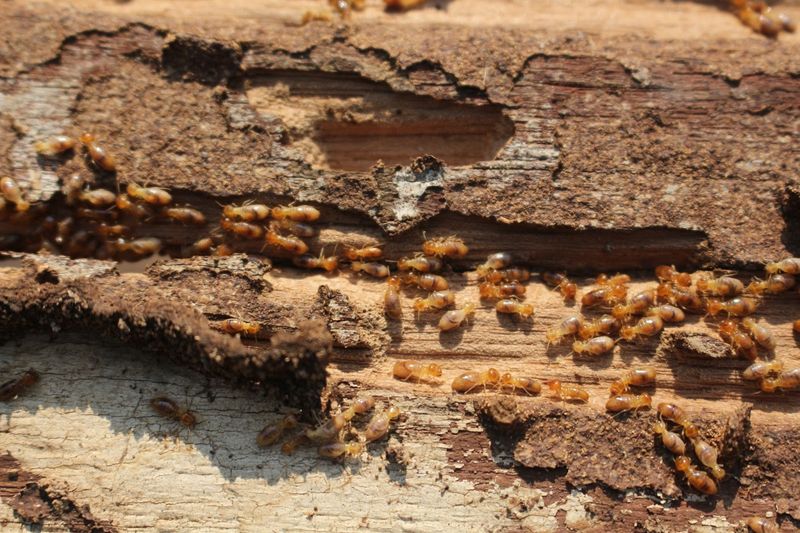 Termite Inspection & Treatment