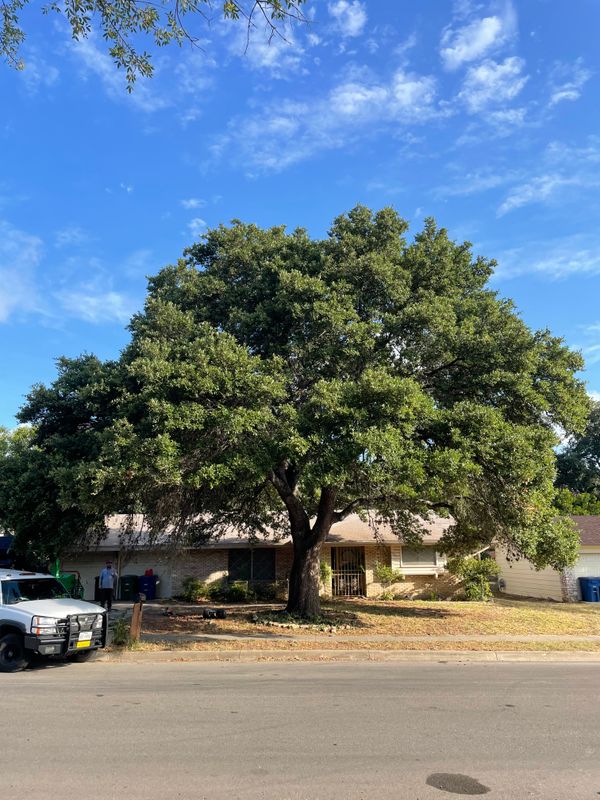 Tree Trimming