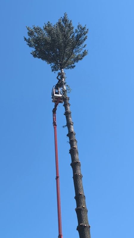 Tree Trimming