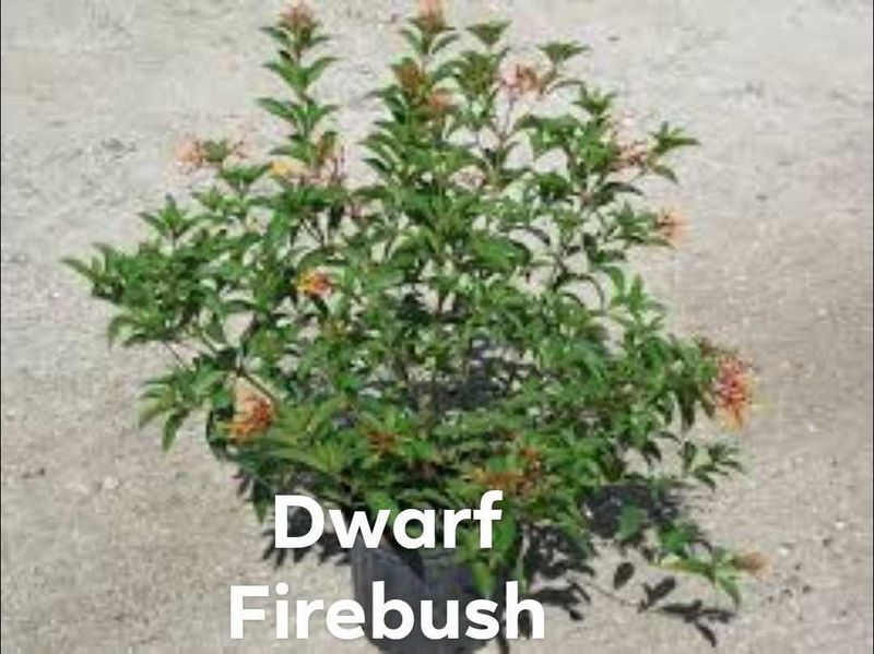 Plant and tree list
