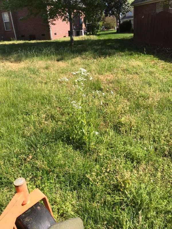 Lawn Care
