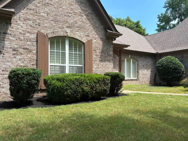 Tree and Shrub Care