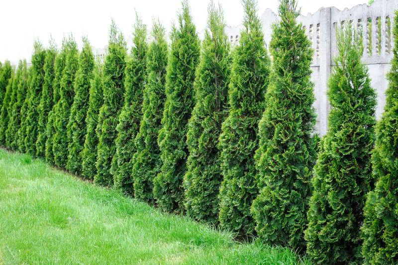 Privacy Trees