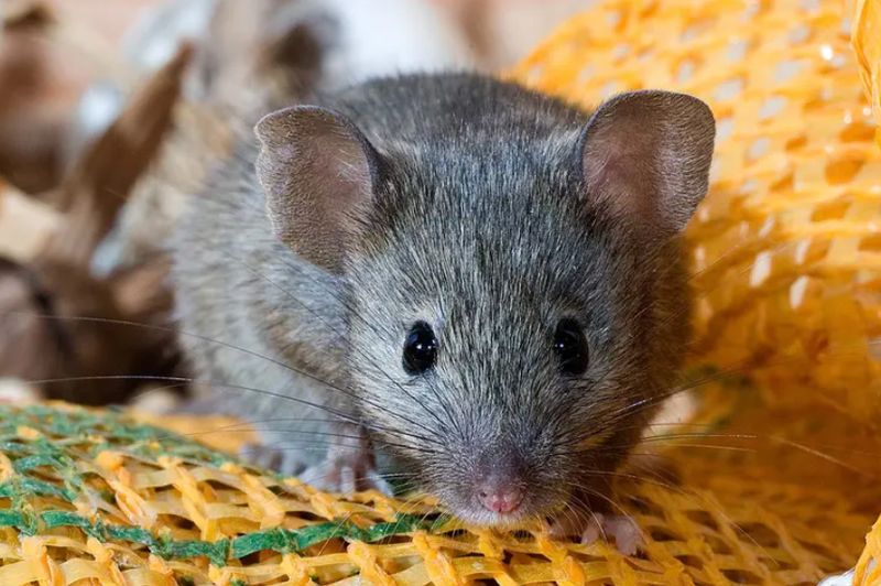 Mice