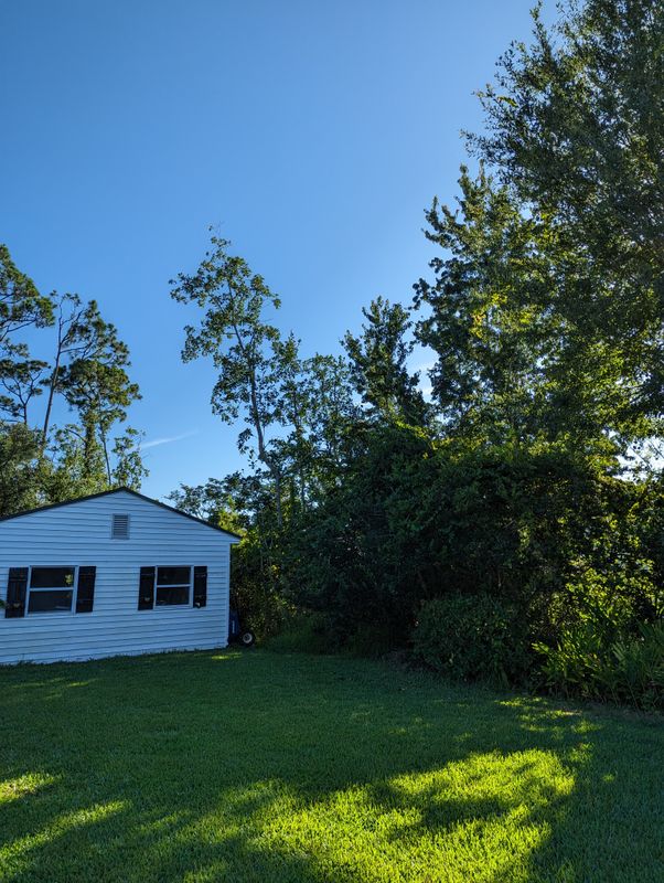 Tree Removal, tree trimming, debris removal