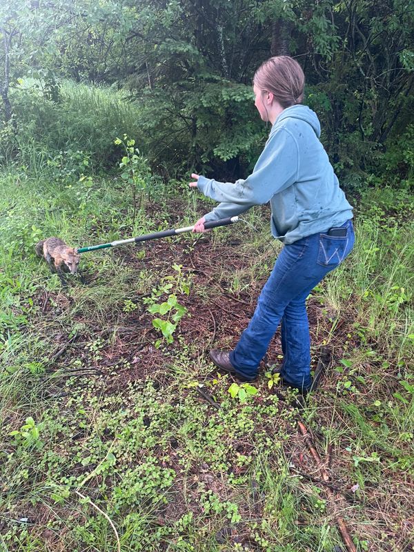 Humane Animal Trapping and Relocation