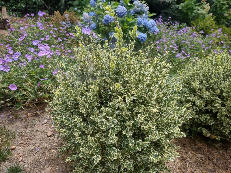 Planting and Installation