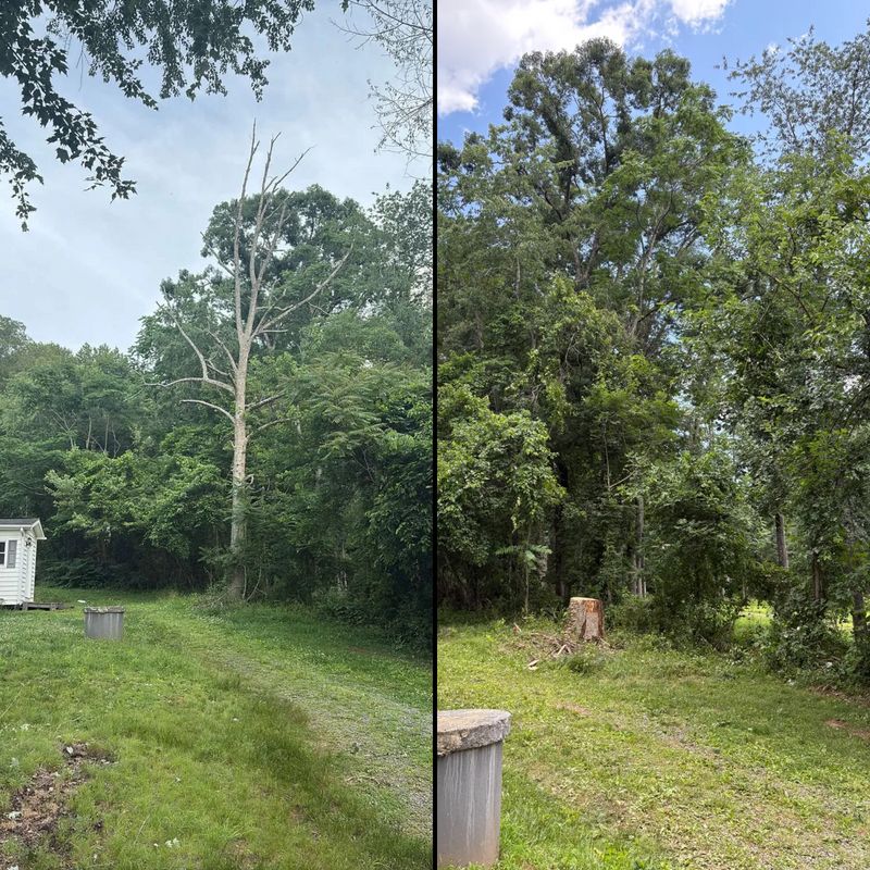 Tree Services