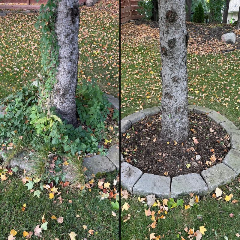 Seasonal Clean-ups
