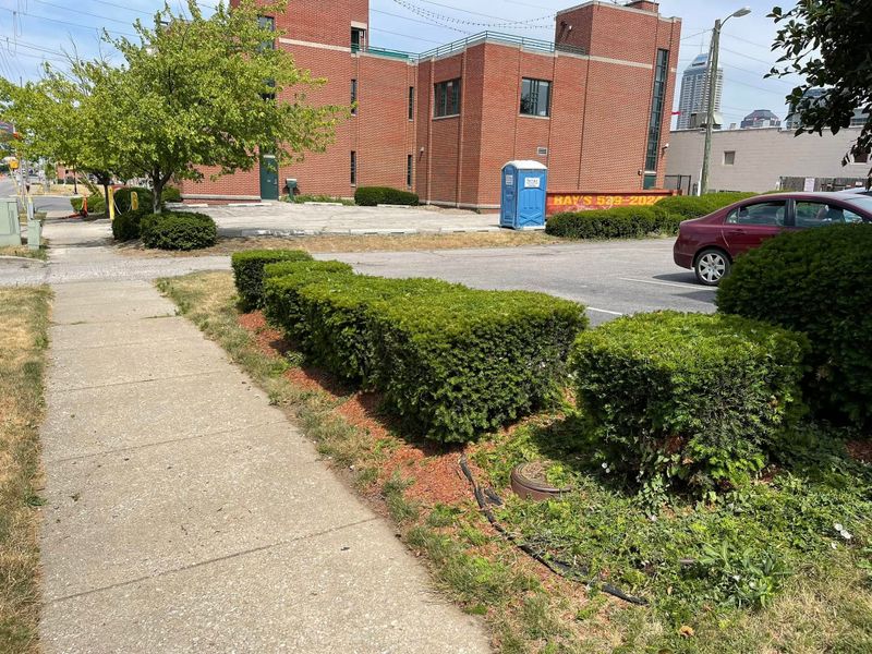 Shrub & Hedge Trimming