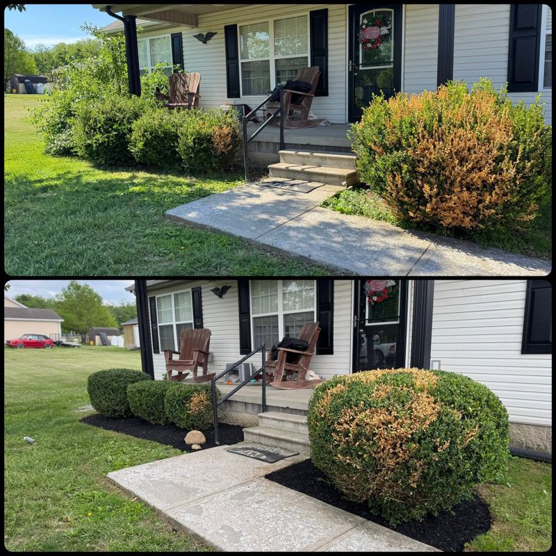 Tree and Shrub Care
