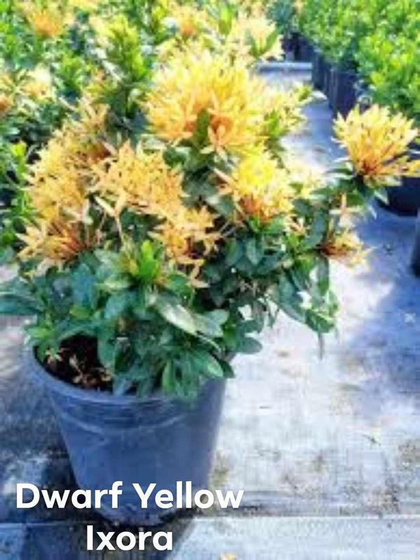Plant and tree list
