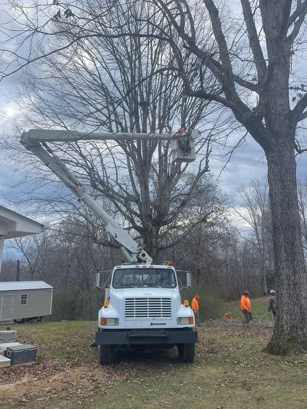 Other Tree Services