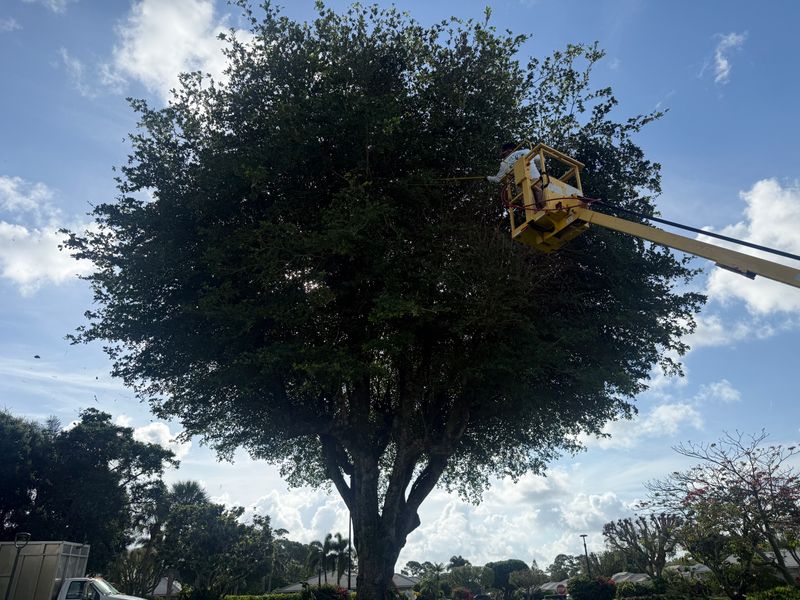 Tree Trimming
