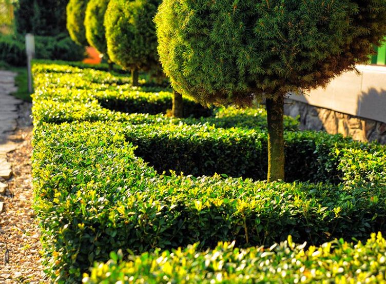 Tree & Shrub Care