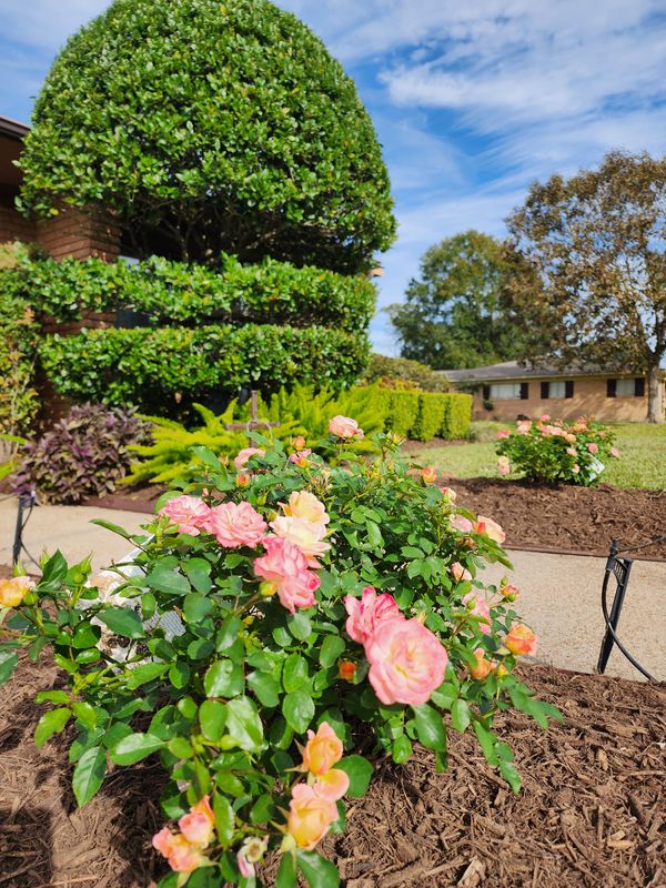 Landscaping