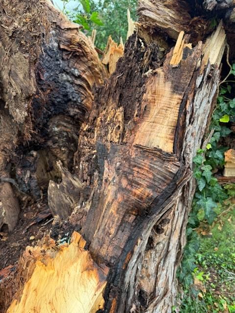 Stump Removal