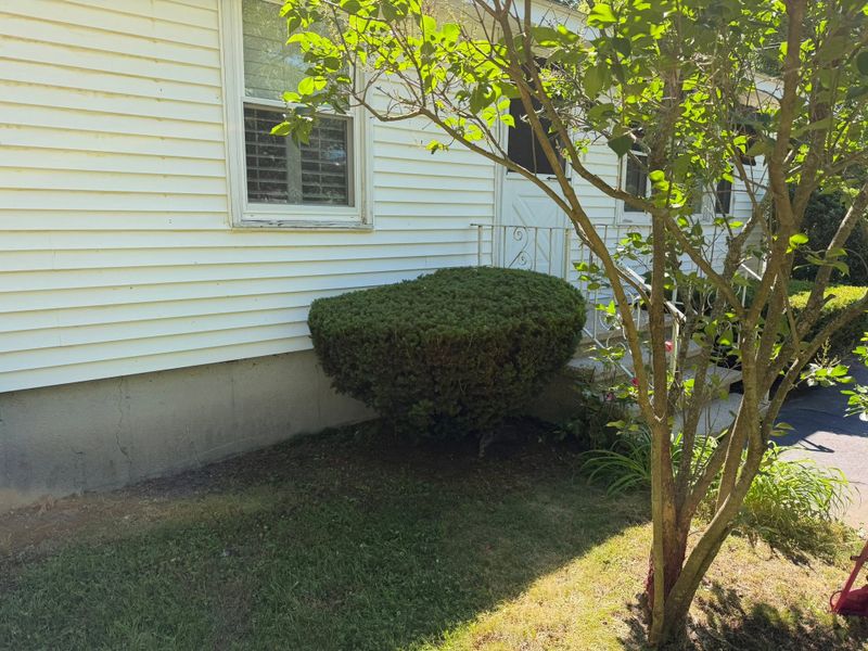 Tree & Shrub Care
