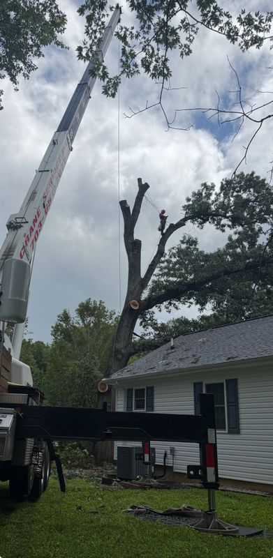 Tree Removal gallery