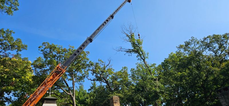 Tree Pruning & Trimming