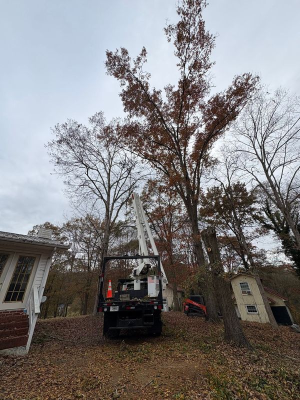 Tree Trimming & Removal