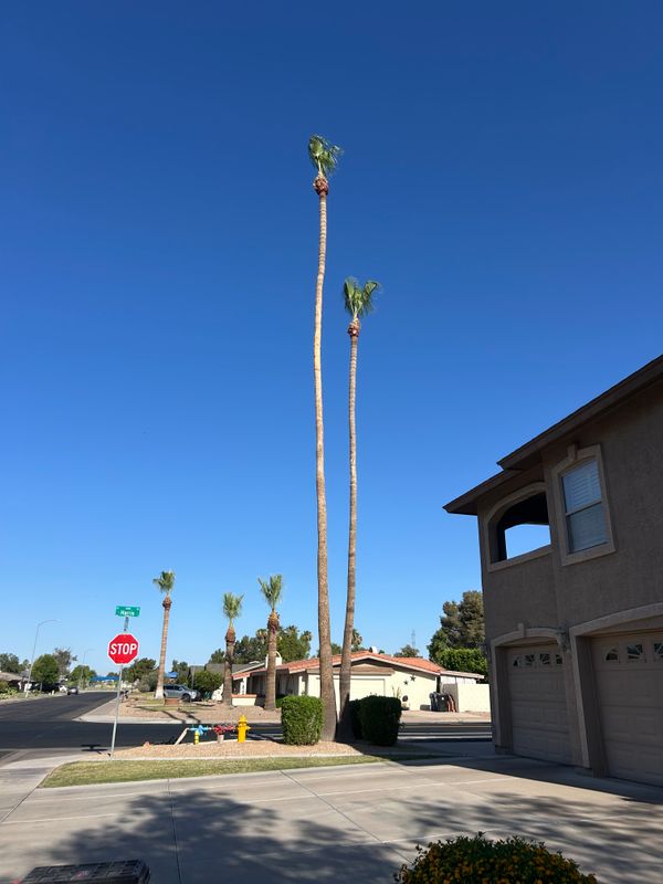 Palm Tree Trimming