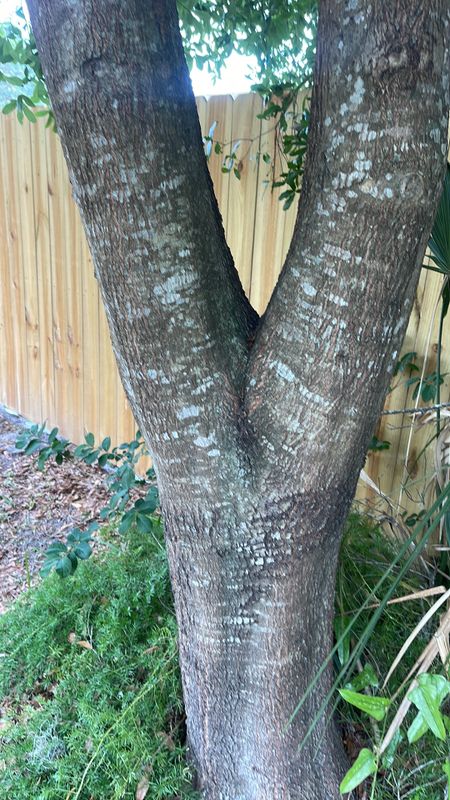 Tree Inspections