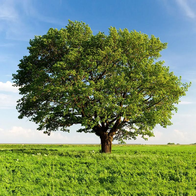 Tree Trimming