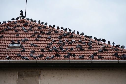 Pigeon Control